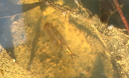 Fairy shrimp in their natural habitat, winter exploration