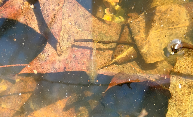 Close-up of fairy shrimp showcasing their delicate features