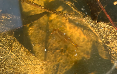 Capturing the enchanting beauty of fairy shrimp