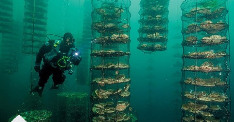 Oysters in their natural habitat, showcasing their farming efficiency.