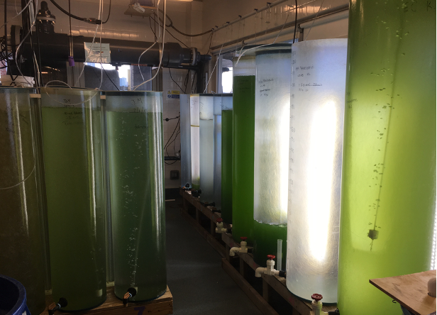 Algae cultivation for aquaculture