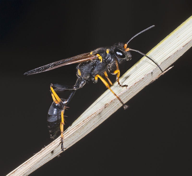 A striking wasp building its nest