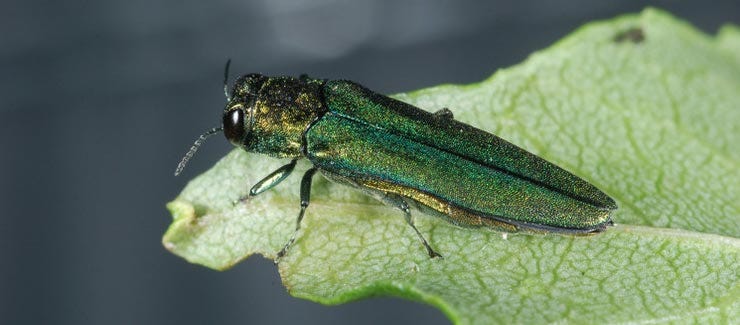 Emerald Ash Borer (Agrilus planipennis)