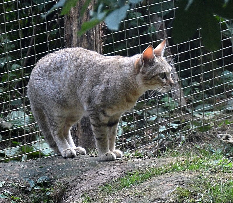 African wildcat, ancestor of domestic cats