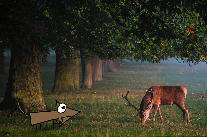 A pointing dog indicating prey