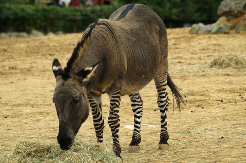 Zonkey and Zedonk Hybrids