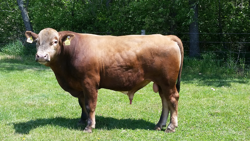 Beefalo Hybrid