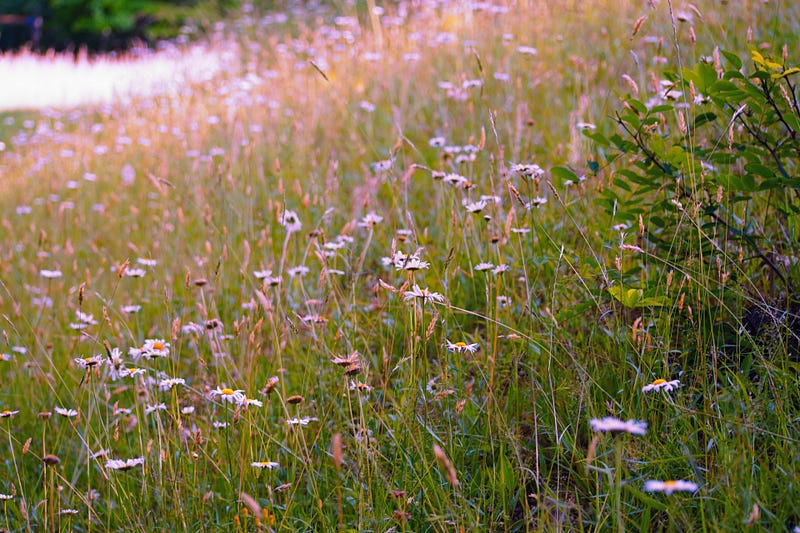 Serene backyard filled with blooming flowers