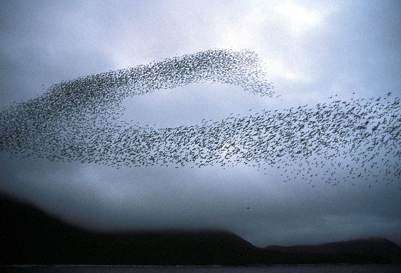 Murmuration of birds in flight