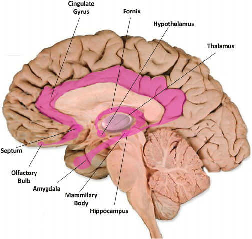 Olfactory system's role in attraction