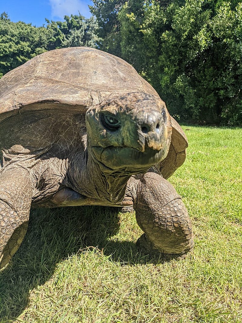 Jonathan the tortoise with his companions