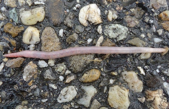 Image of a leech, symbolizing the comparison