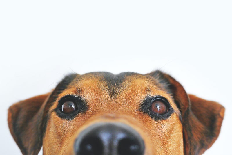 Dog interacting with humans during a stress test