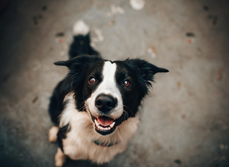 Dog receiving a reward for successful identification