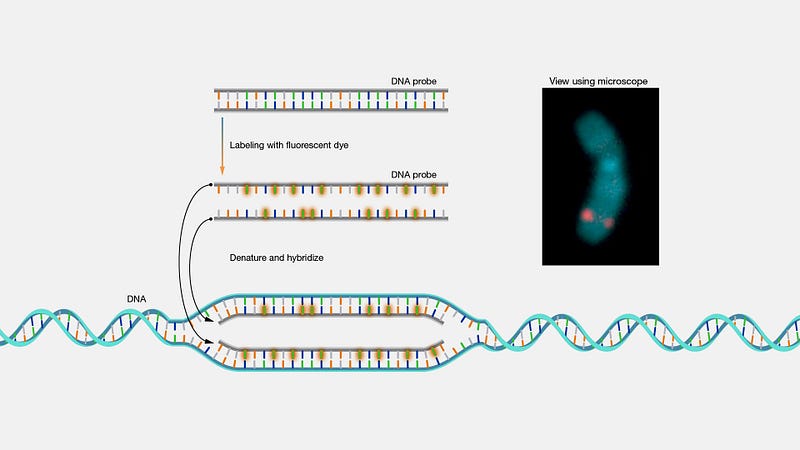 Fluorescent in situ hybridization analysis on chromosomes