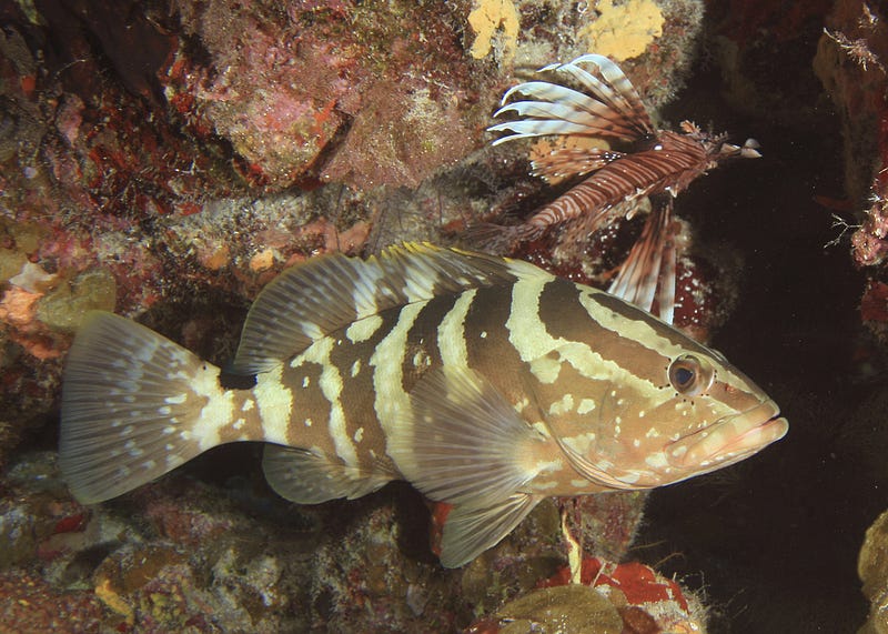 Native fish competing with lionfish for space