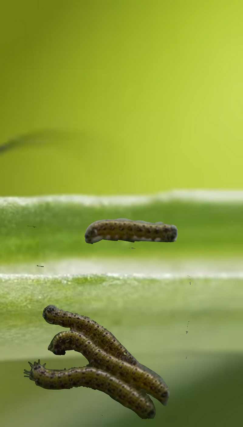 Lifecycle of the Cabbage White Butterfly