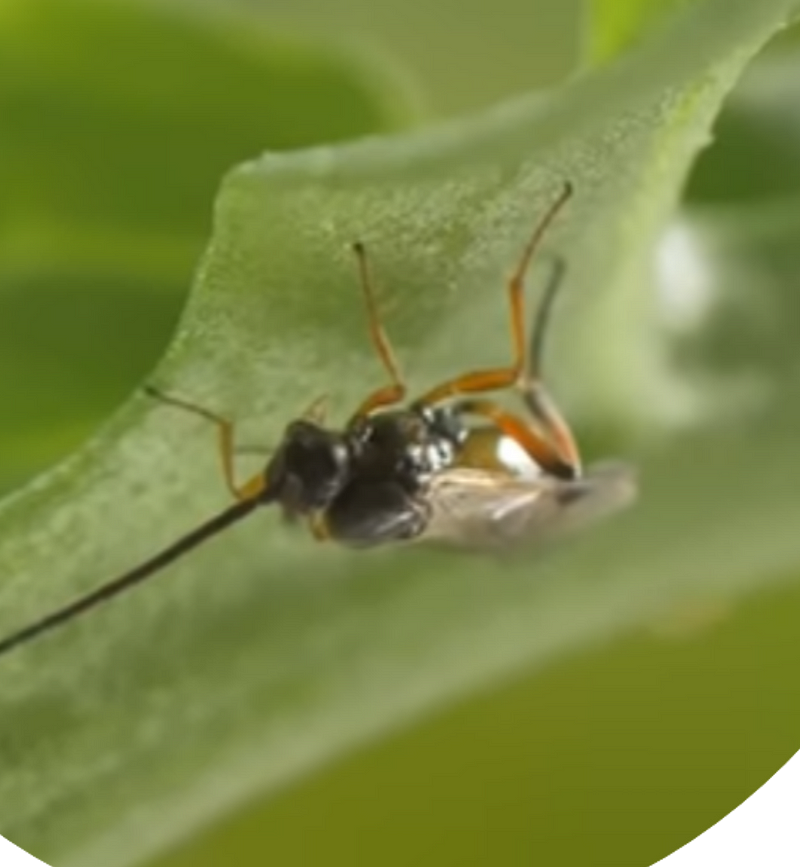 Cosia glomerata laying eggs inside a caterpillar