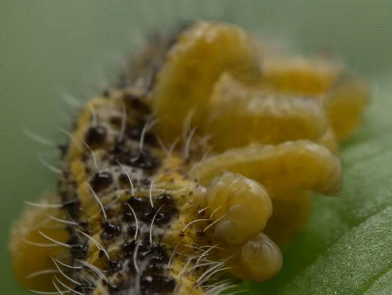 Cabbage white butterfly and parasitoid wasps in action