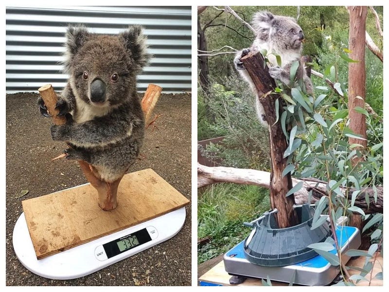 Cute weighing device for koalas