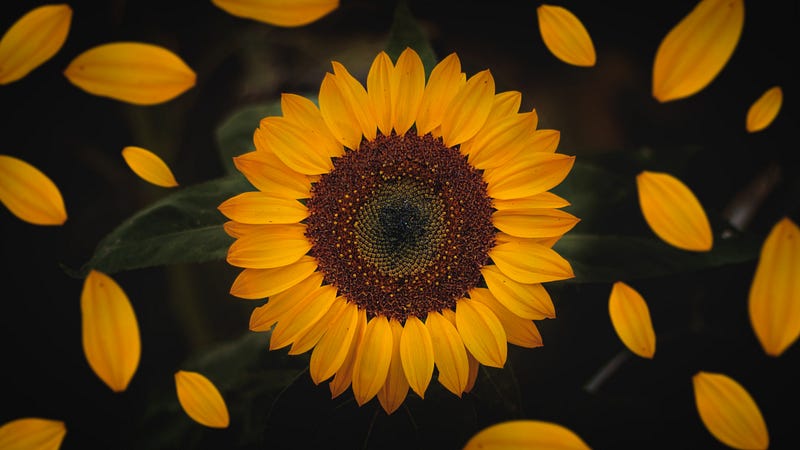 Image of sunflower experiment setup