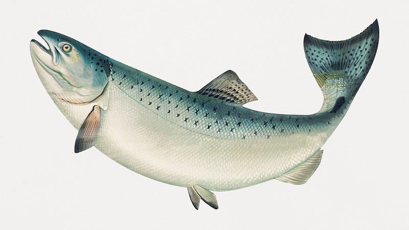 Illustration of Salmon Journey