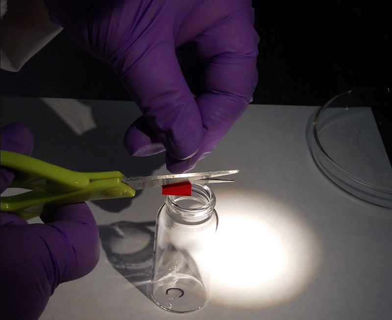 Jena Goodman cutting hair samples for analysis