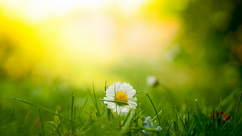 Tranquil garden scene